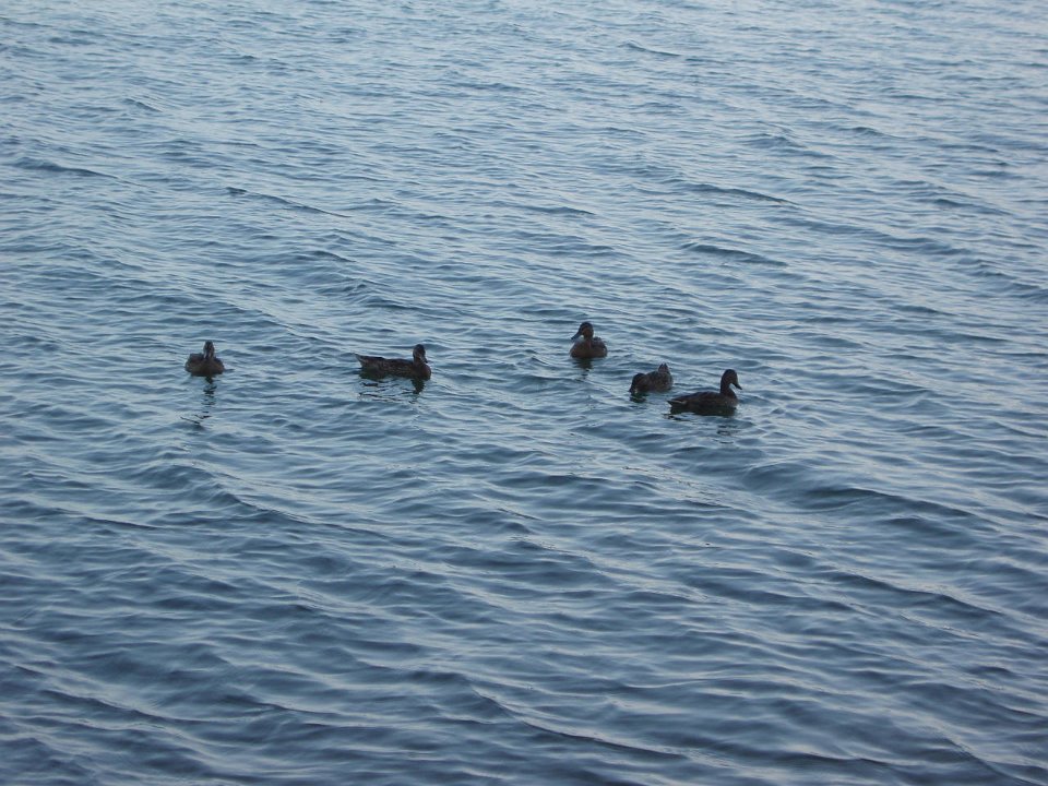 2006 Sandpoint 116