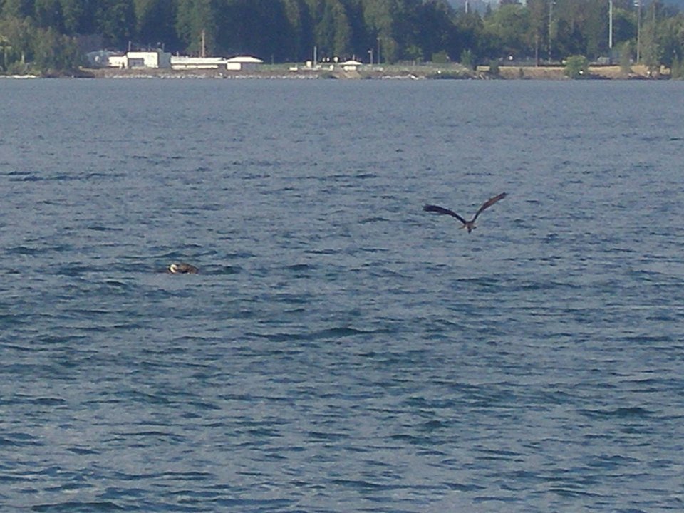 P8273268