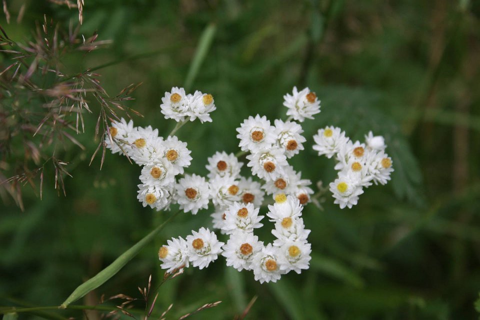 2008 08 25 40D 0081