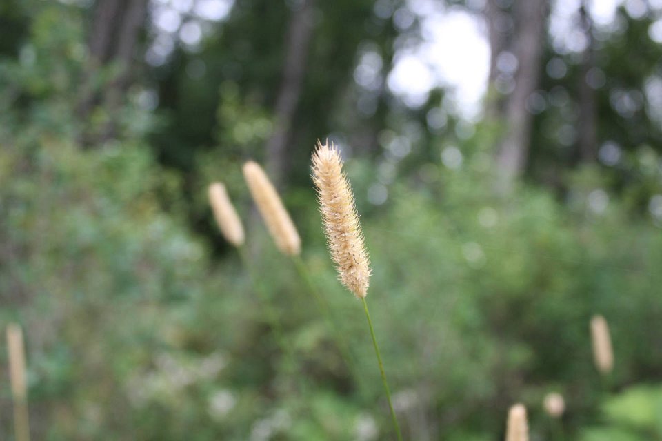 2008 08 25 40D 0094