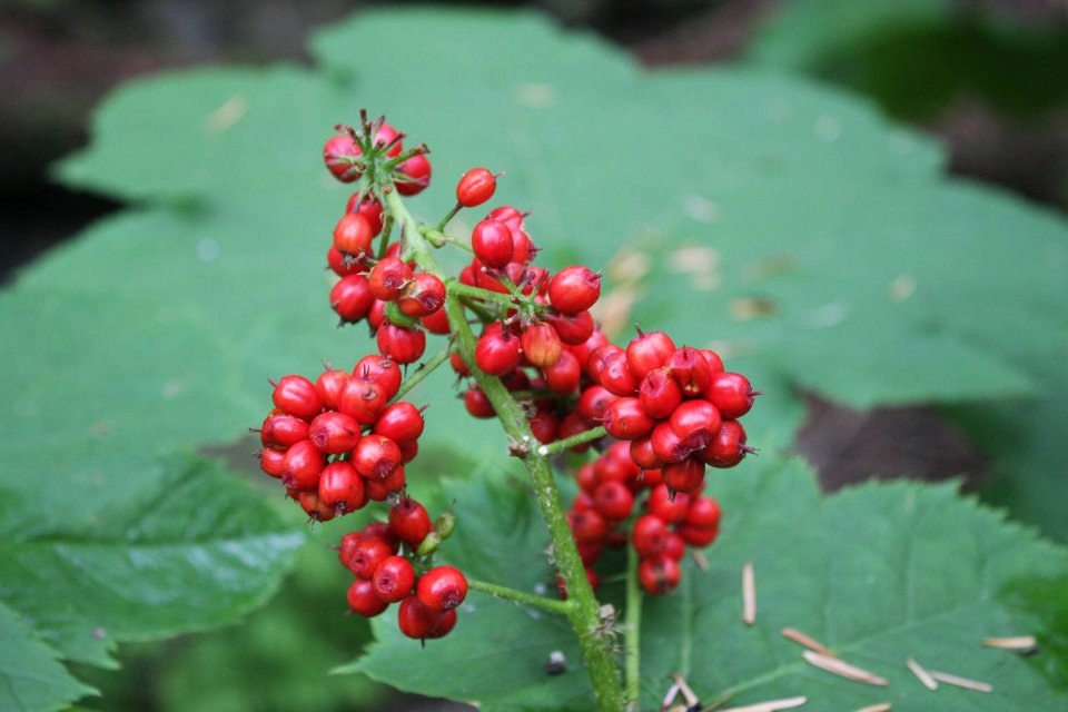 2008 08 28 40D 0205