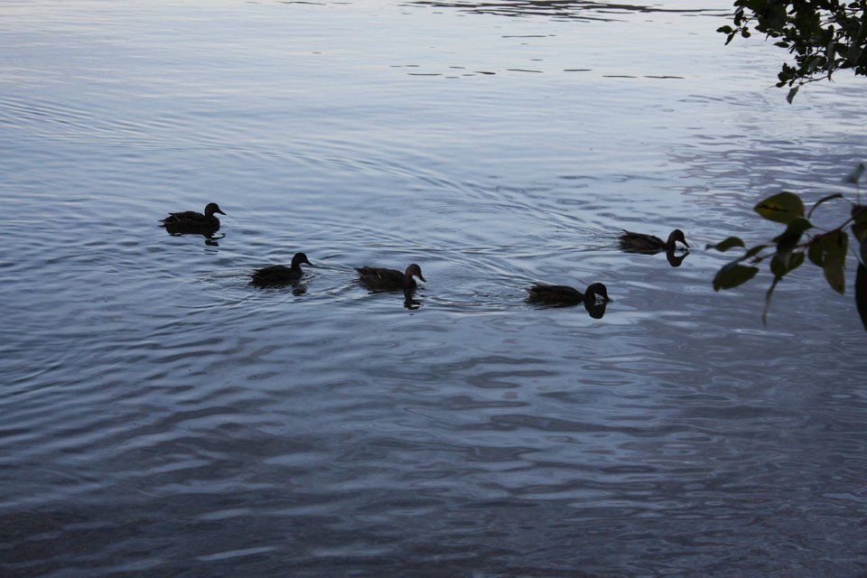 2008 08 28 40D 0245
