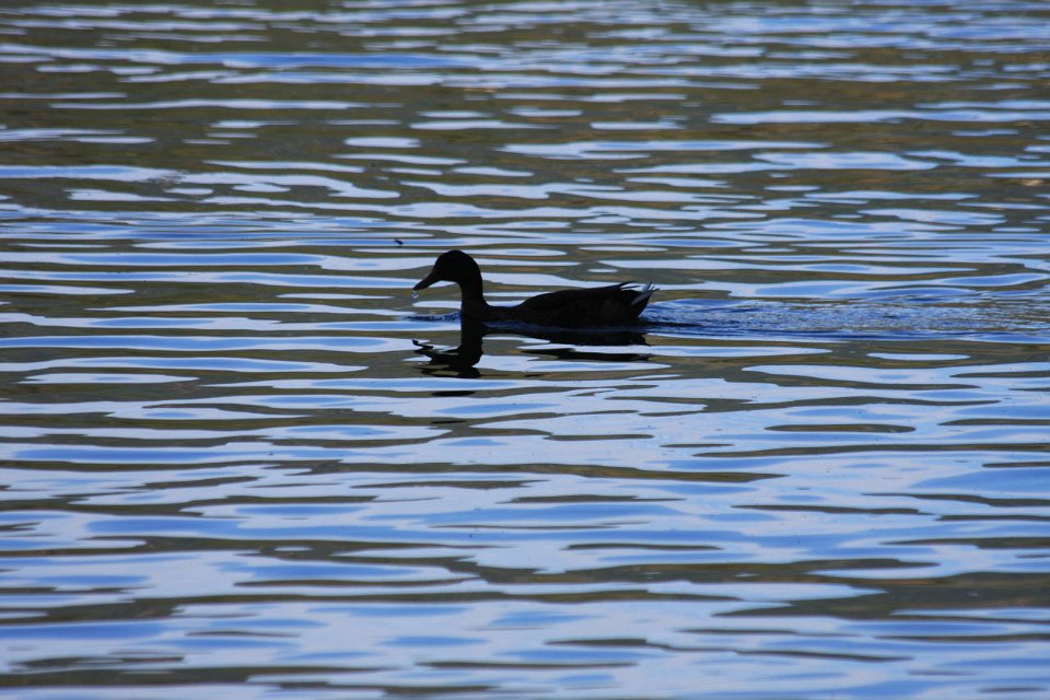 2008 08 29 40D 0401