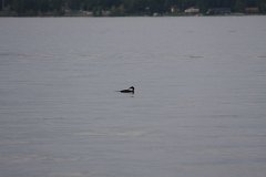 2008 08 24 40D 0009
