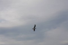 2008 08 24 40D 0031