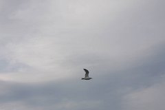 2008 08 24 40D 0032