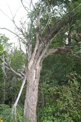2008 08 25 40D 0091
