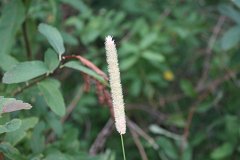 2008 08 25 40D 0095