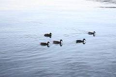2008 08 28 40D 0244