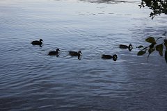 2008 08 28 40D 0245