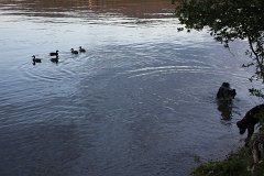 2008 08 28 40D 0247