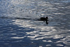 2008 08 29 40D 0399