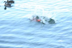 2008 08 29 40D 0408