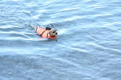 2008 08 29 40D 0422