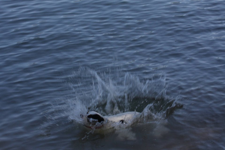 IMG 9711
