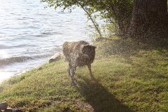 IMG 9133