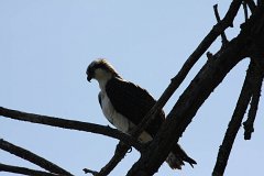 IMG 9178