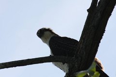 IMG 9211