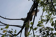 IMG 9217