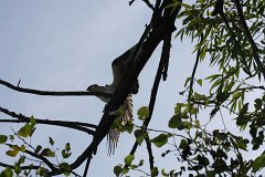 IMG 9218