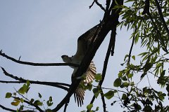 IMG 9220