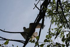 IMG 9222