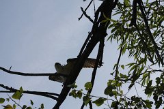 IMG 9223