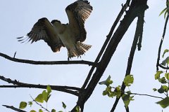 IMG 9225
