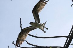 IMG 9227