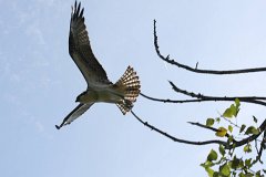 IMG 9229