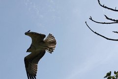 IMG 9230