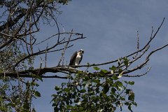 IMG 9258