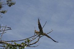 IMG 9267