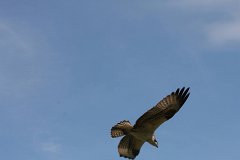 IMG 9272