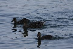 IMG 9404