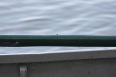 IMG 9421