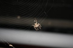 IMG 9469