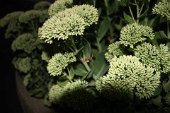 IMG 9528