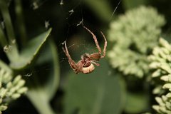 IMG 9529