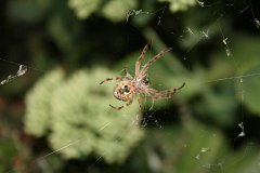 IMG 9531