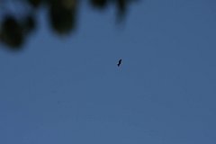 IMG 9683