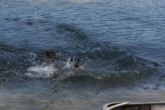 IMG 9740