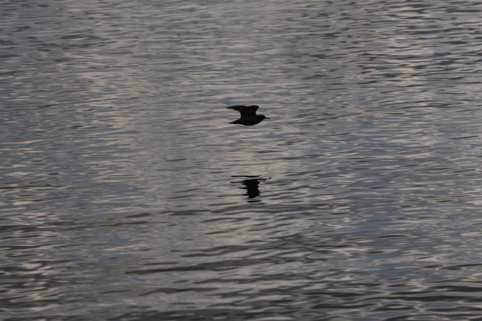 IMG-20100822-062353