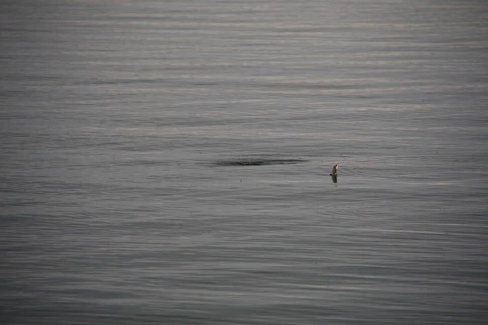 IMG-20100822-064533