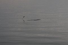 IMG-20100822-062030