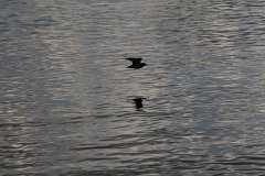 IMG-20100822-062353