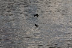IMG-20100822-062353a