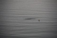 IMG-20100822-064533