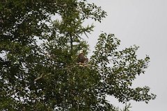 IMG-20100822-080240a