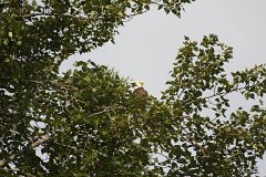 IMG-20100822-080527